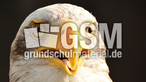 Weißkopf-Seeadler (14).jpg